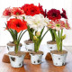 Луковицы Амариллисов в Химках — лучшие сорта!