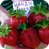Клубника "Нанди" Клубника "Нанди"