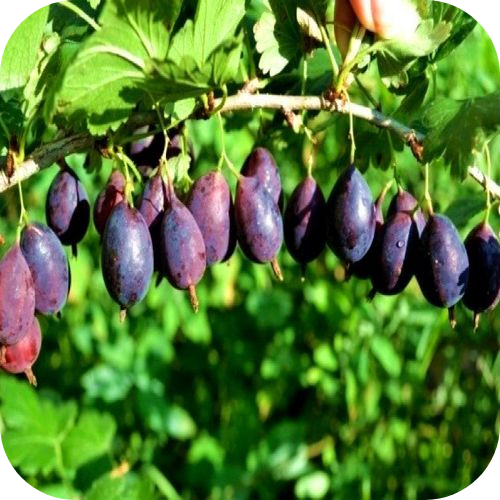 Саженцы Крыжовника "Черносливовый" > цена, описание