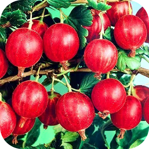 Саженцы Крыжовника "Салют" > цена, описание